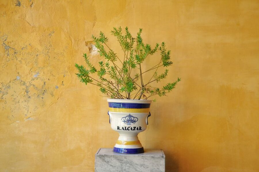 Alcázar of Seville Skip-the-Line Tickets and Guided Tour - How much value do you get for $44?