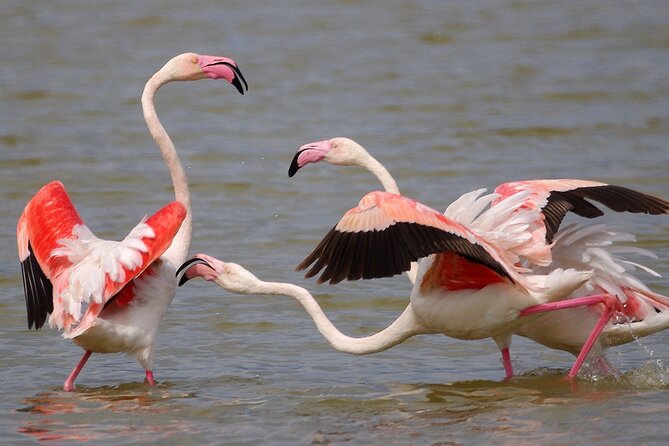 Birding & Photography Day Trip to Doñana from Seville - Key points to know before you book