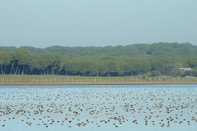 Birding & Photography Day Trip to Doñana from Seville - Why Doñana makes such a good day from Seville