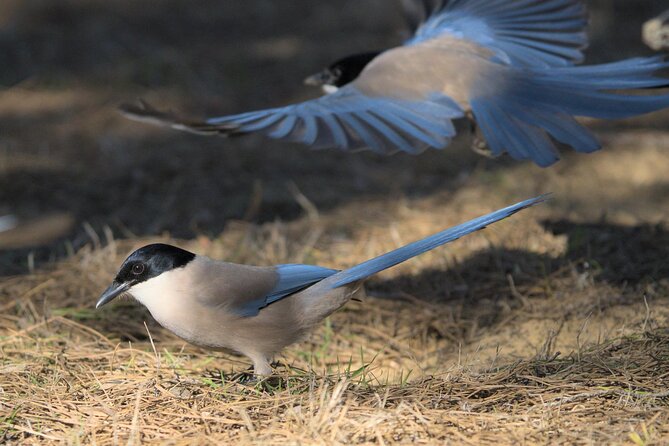 Birding & Photography Day Trip to Doñana from Seville - How the guide shapes the day