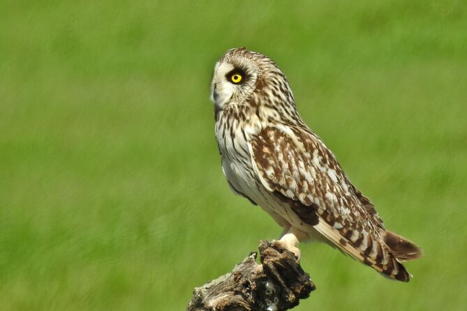 Birding & Photography Day Trip to Doñana from Seville - What is supplied, and what you should bring