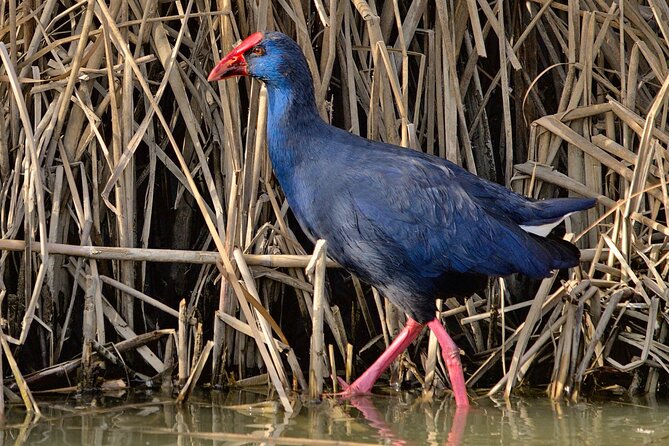 Birding & Photography Day Trip to Doñana from Seville - Is $150.85 good value?