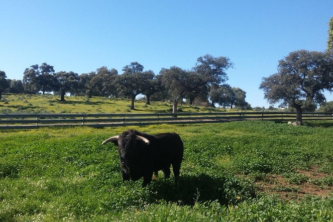 Bull Breeding Farm: Guided Half-Day Tour from Seville - From Seville streets to an Andalusian ranch