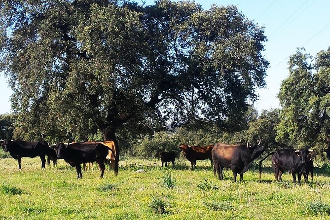 Bull Breeding Farm: Guided Half-Day Tour from Seville - Timing, duration, and the risk of a shorter visit