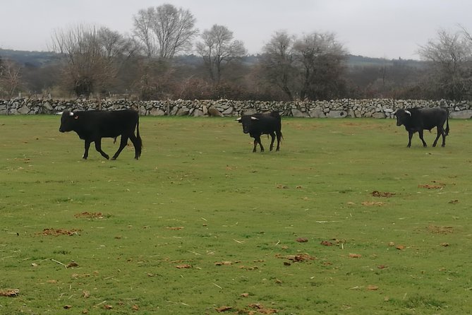 Bull Breeding Farm: Guided Half-Day Tour from Seville - Who will enjoy this half-day outing