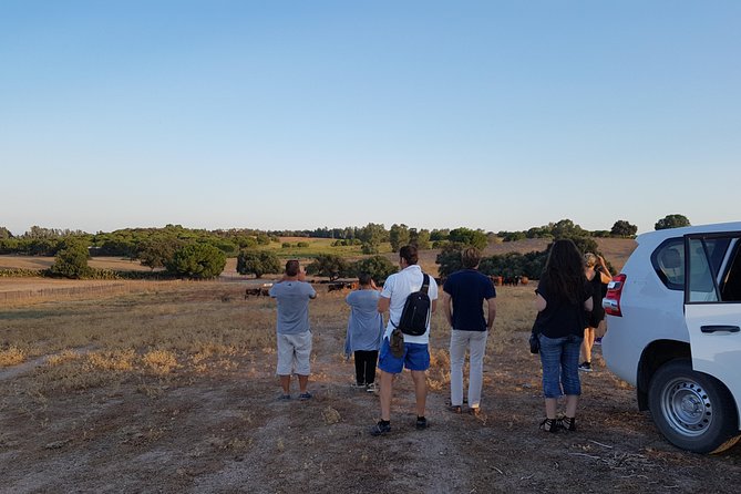 Bull Breeding Farm: Guided Half-Day Tour from Seville - How this compares with staying in Seville