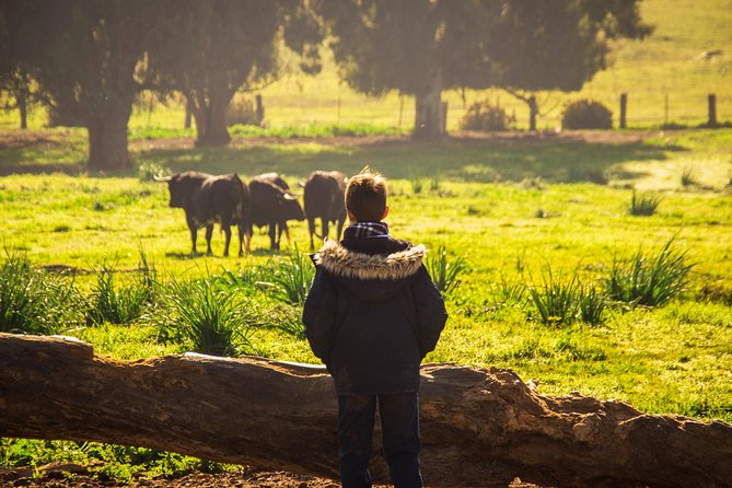 Bull Breeding Farm: Guided Half-Day Tour from Seville - The practical booking decision