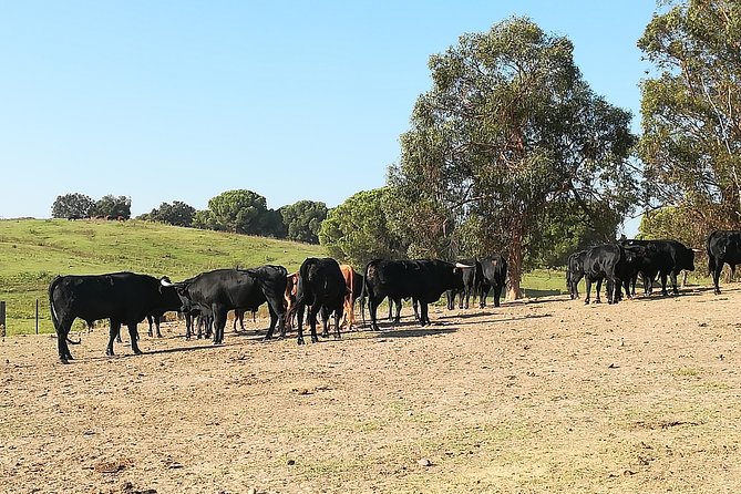 Bull Breeding Farm: Guided Half-Day Tour from Seville - What the bull farm adds to your Seville trip