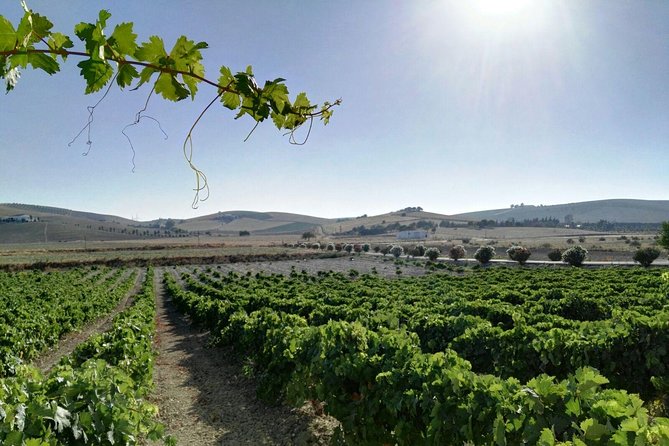 Cadiz and Jerez Day Trip from Seville - Who should book this day trip?