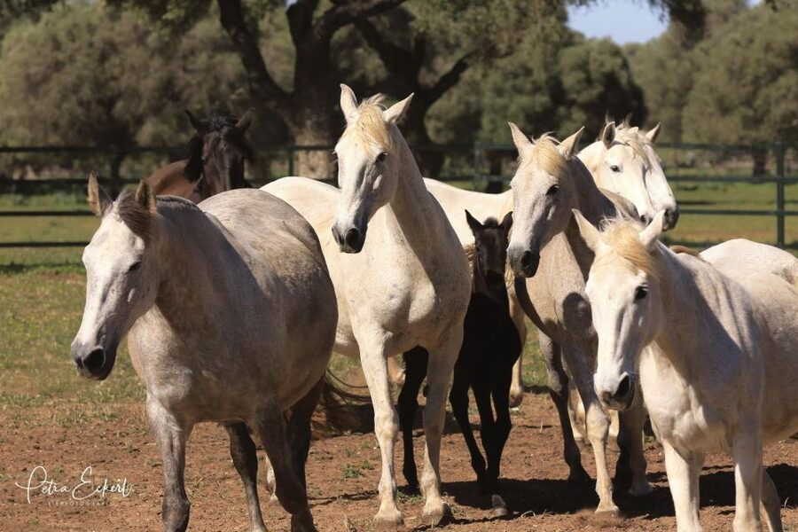 Cadiz: Andalusian Horses and Bulls Country Show - Arriving at El Carrascal ranch near Cadiz