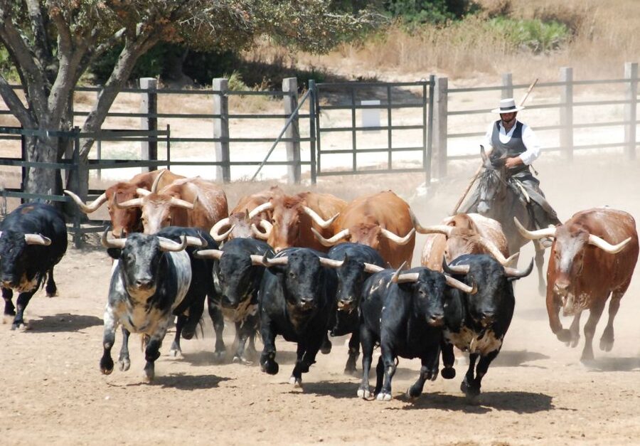 Cadiz: Andalusian Horses and Bulls Country Show - Seeing mares, foals, calves, and the stallion