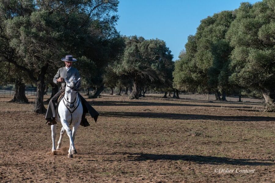 Cadiz: Andalusian Horses and Bulls Country Show - The Alvaro Domecq family’s Andalusian horses