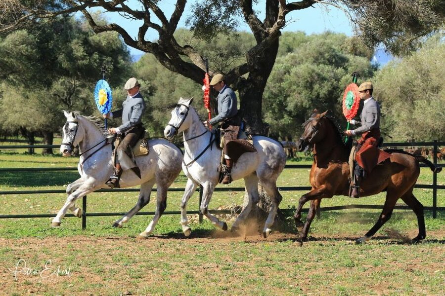 Cadiz: Andalusian Horses and Bulls Country Show - Is $41 a fair price?