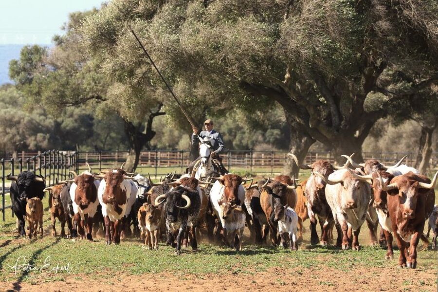 Cadiz: Andalusian Horses and Bulls Country Show - Who will enjoy A Campo Abierto most?