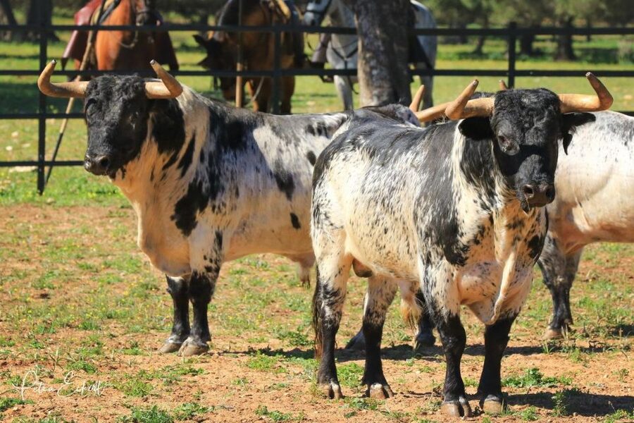 Cadiz: Andalusian Horses and Bulls Country Show - Booking details worth knowing