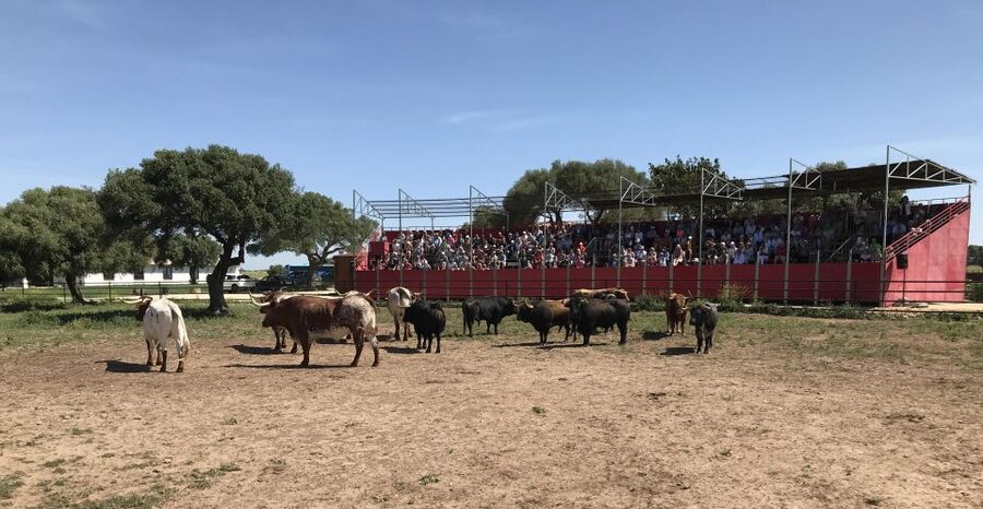 Cadiz: Andalusian Horses and Bulls Country Show - The first look at Torrestrella cattle