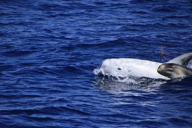 Cetacean Watching Tour - How the $54.06 price compares