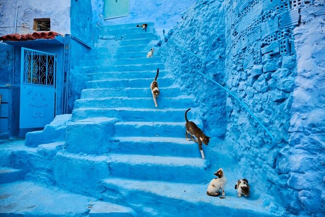 Chefchaouen Day Trip from Seville - Crossing from Tarifa or Algeciras