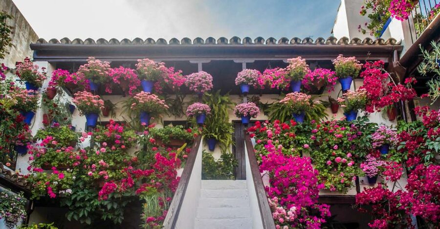 Córdoba: Guided Tour of the Patios - The first patios: learning how the tradition began