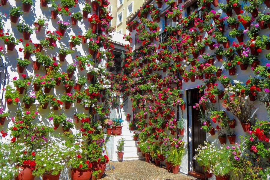 Córdoba: Guided Tour of the Patios - Comparing several courtyards instead of seeing just one