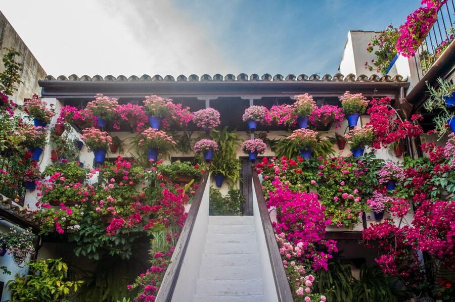 Córdoba: Guided Tour of the Patios - Meeting at the Royal Stables