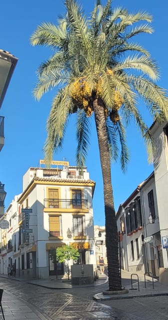Córdoba Mid-Morning Walk - Small Groups, Native English. - San Basilio patios and a look from the outside