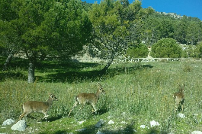 Donana National Park and El Rocío: Guided Tour from Seville - An early start and the ride south from Seville