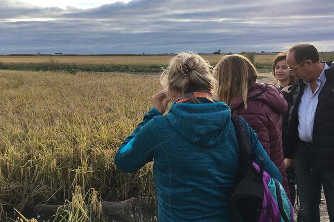 Donana National Park and El Rocío: Guided Tour from Seville - The return through pine forest and wildlife country