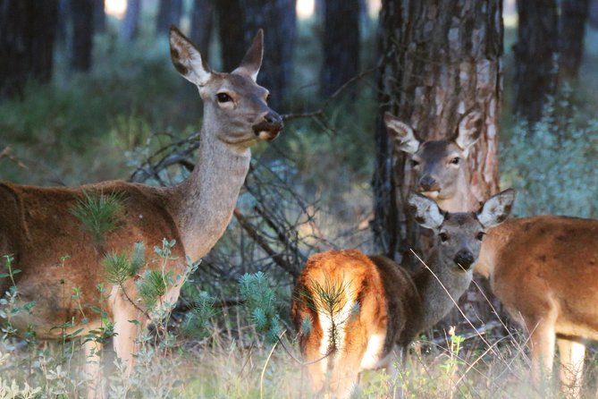 Donana National Park and El Rocío: Private Tour from Seville - Why Doñana Makes a Good Day Trip from Seville