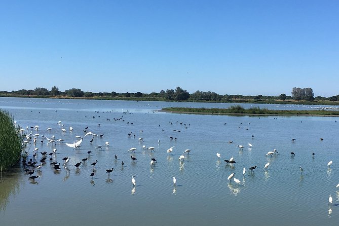 Donana National Park and El Rocío: Private Tour from Seville - Matalascañas Beach and Doñana’s Moving Sand