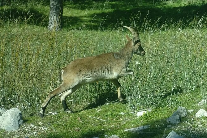 Donana National Park and El Rocío: Private Tour from Seville - Price, Food, and Overall Value