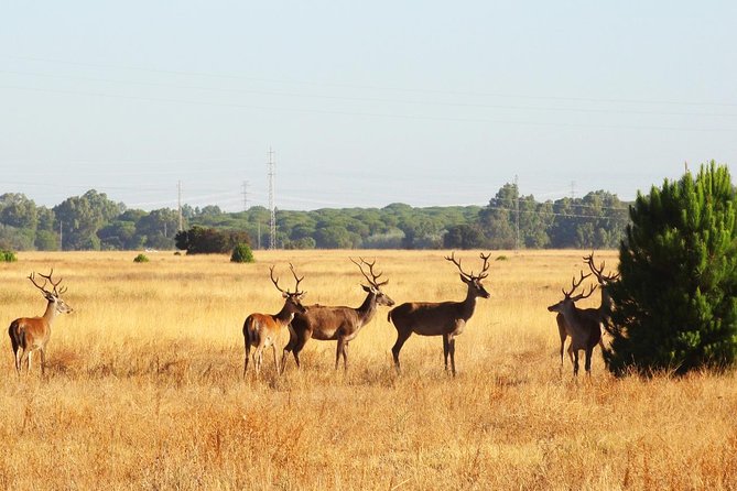 Donana National Park: Guided Day Tour from Seville - What the guides add to the experience