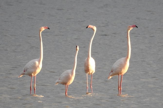 Doñana National Park in 4x4 and El Rocío - Acebrón Palace, an unexpected change of pace