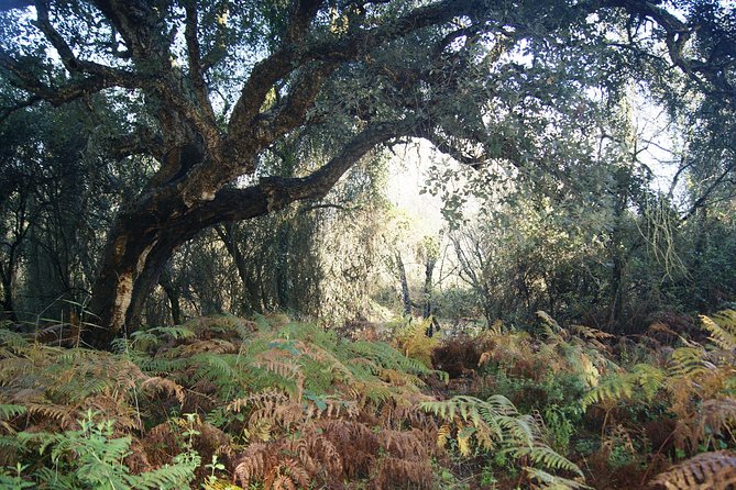 Doñana National Park in 4x4 and El Rocío - Practical planning for the 9:30 a.m. start