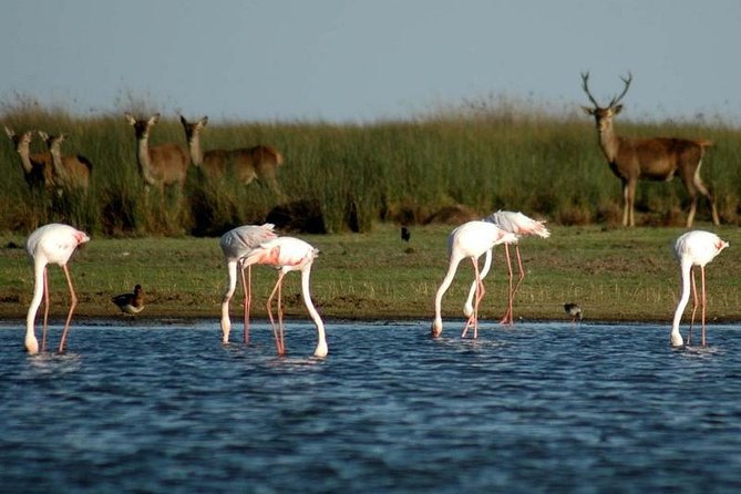 Donana National Park & Matalascanas Guided Tour from Seville - Why Doñana makes a worthwhile day from Seville