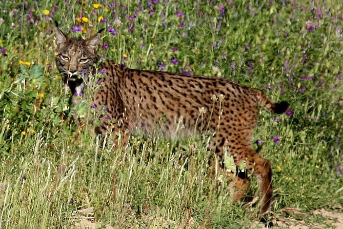 Donana National Park & Matalascanas Guided Tour from Seville - The two-hour Doñana visit