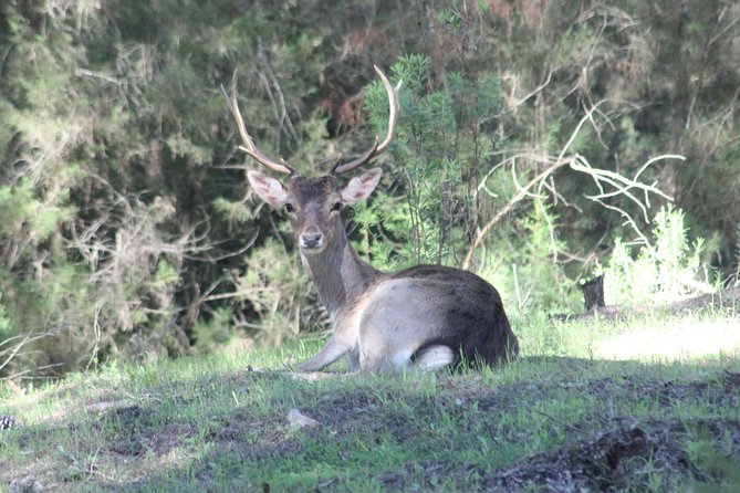 Donana National Park & Matalascanas Guided Tour from Seville - El Rocío, horses, and pilgrimage culture