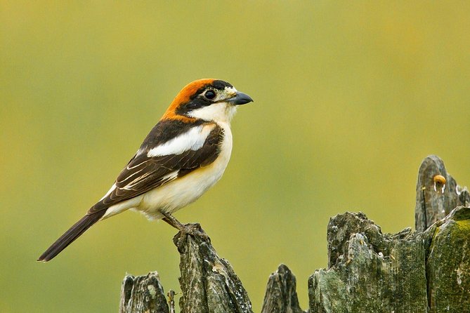 Donana National Park & Matalascanas Guided Tour from Seville - Matalascañas Beach and the sandy coast