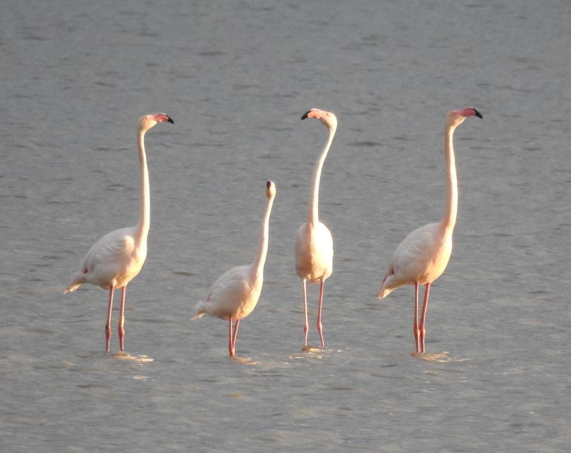 Doñana National Park Off-Road Tour from Seville - Should you book the Doñana tour from Seville?