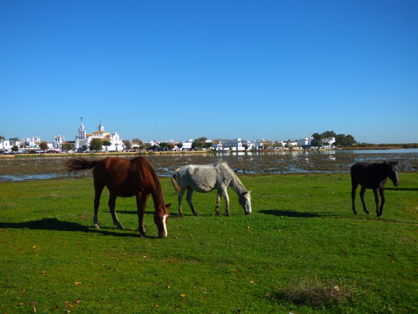 Doñana National Park Off-Road Tour from Seville - Coto del Rey and the search for rare animals