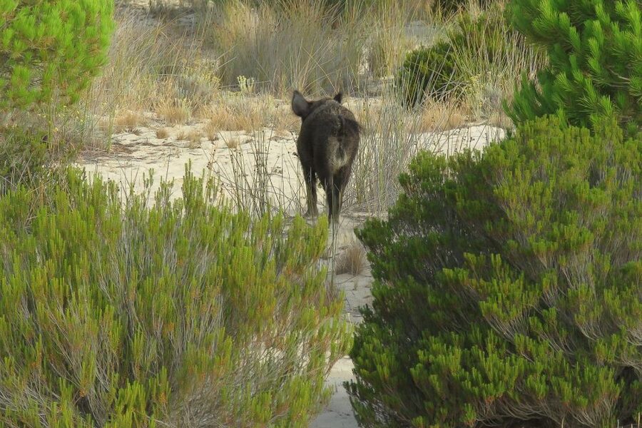 El Rocío: Doñana National Park 4x4 Guided Tour - Price, comfort, and the 3.5-hour value
