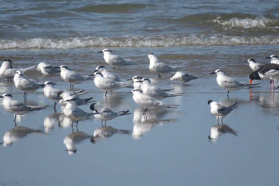 El Rocío: Doñana National Park 4x4 Guided Tour - Why Doñana works best from a 4x4