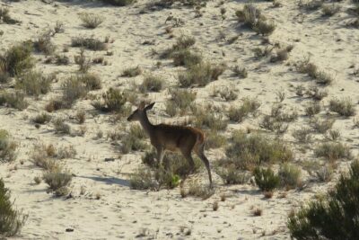 Doñana National Park 4×4 Guided Tour