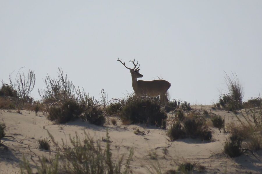 El Rocío: Doñana National Park 4x4 Guided Tour - Matasgordas and its cork oak groves