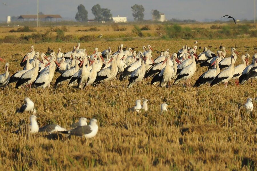 El Rocío: Doñana National Park 4x4 Guided Tour - Hinojos marshes and the Guadalquivir birdlife