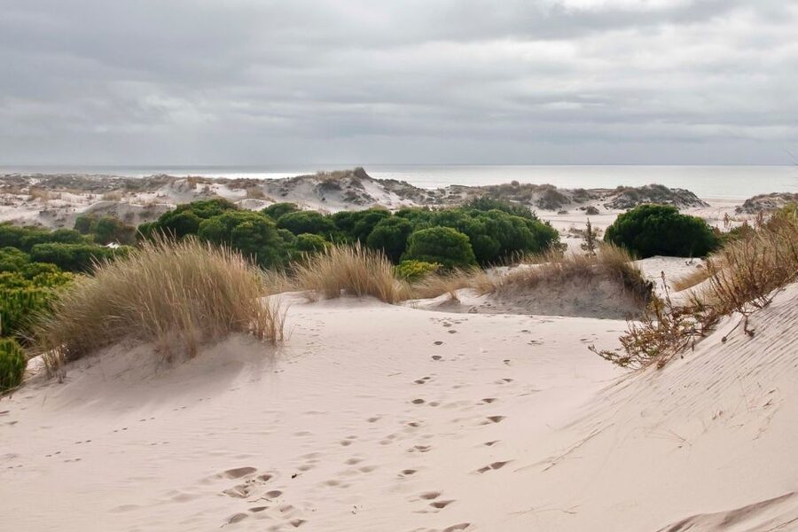 El Rocío: Doñana National Park 4x4 Guided Tour - José Antonio Valverde Visitors’ Center