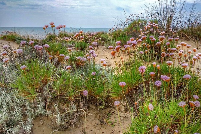 El Rocio, Donana Natural Park and Matalascanas Beach Day Trip from Seville - Who will enjoy this experience most