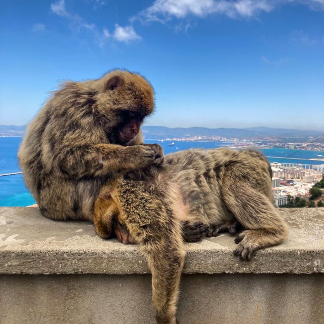 From Jerez: Gibraltar Full Day Tour - The Rock Tour packs in the main sights