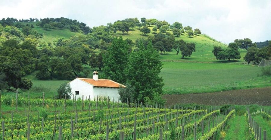 From Marbella: Ronda Tour Wineries Tour with Lunch - Key points to know before booking