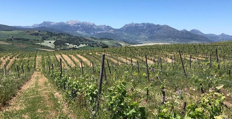From Marbella: Ronda Tour Wineries Tour with Lunch - Ronda first, with time to find your own view